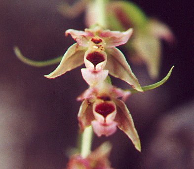 Epipactis_helleborine_flowers.jpg