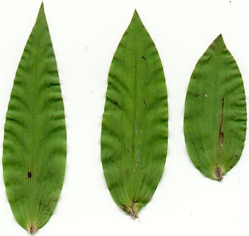 Epipactis_helleborine_leaves.jpg