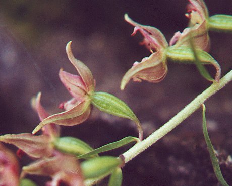 Epipactis_helleborine_ovary.jpg