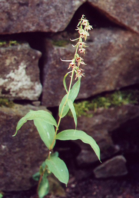 Epipactis_helleborine_plant.jpg