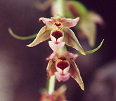 Epipactis helleborine thumbnail