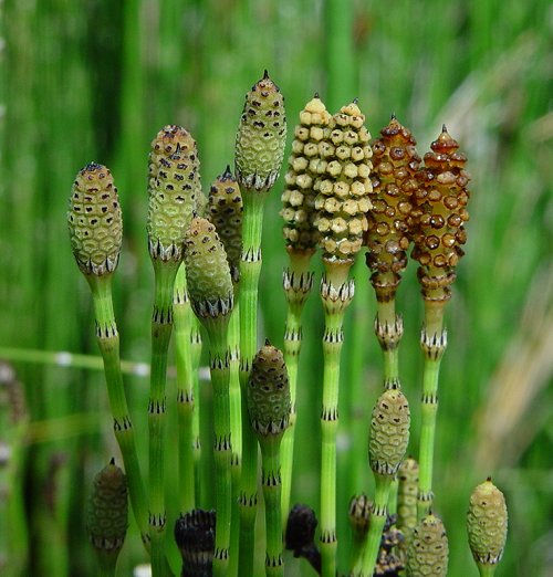 Equisetum_hyemale_cones.jpg