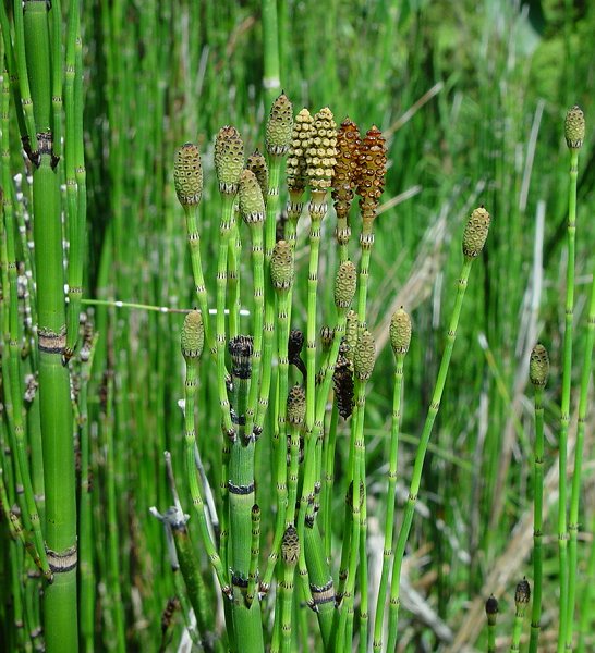 Equisetum_hyemale_plant.jpg