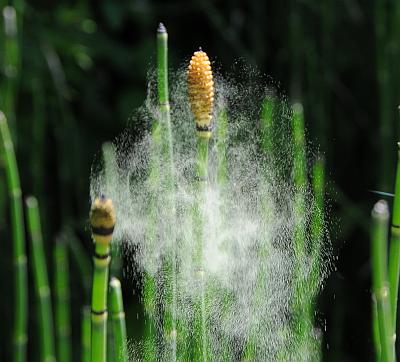 Equisetum_hyemale_spores.jpg