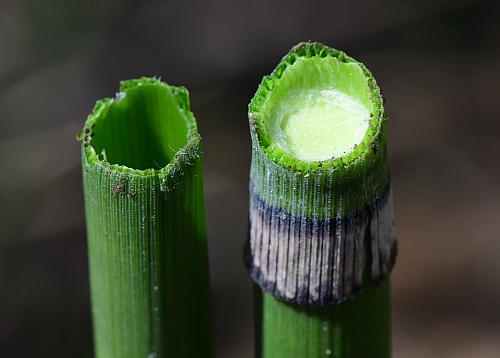 Equisetum_hyemale_stem2.jpg