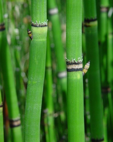 Equisetum_hyemale_stems.jpg