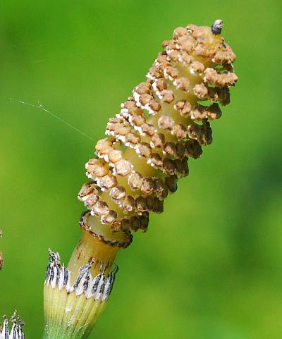 Equisetum_hyemale_strobilus.jpg