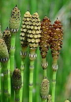 Equisetum hyemale thumbnail