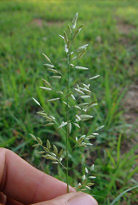 Eragrostis_cilianensis_inflorescence.jpg