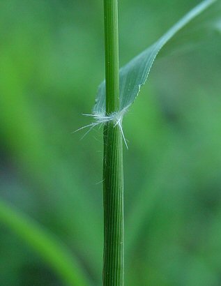 Eragrostis_cilianensis_leaf_base.jpg