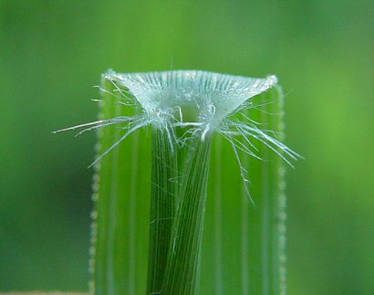 Eragrostis_cilianensis_ligule.jpg