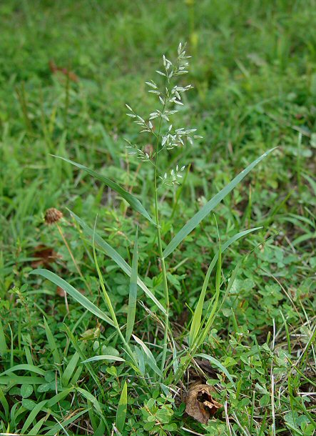 Eragrostis_cilianensis_plant.jpg