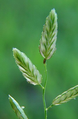 Eragrostis_cilianensis_spikelets.jpg