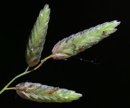 Eragrostis_cilianensis_spikelets2.jpg
