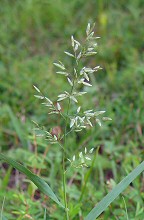 Eragrostis cilianensis thumbnail