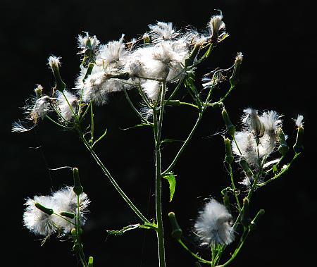 Erechtites_hieraciifolius_fruiting.jpg