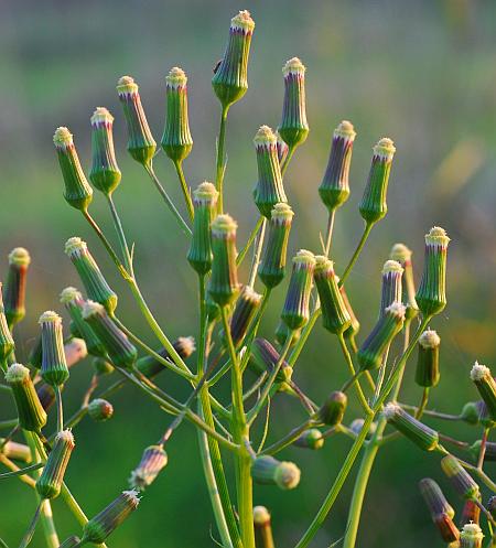 Erechtites_hieraciifolius_inflorescence.jpg