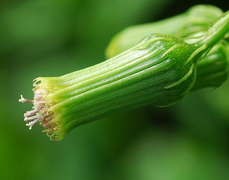 Erechtites_hieraciifolius_involucre.jpg