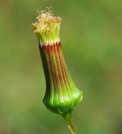 Erechtites_hieraciifolius_involucre2.jpg