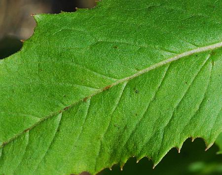 Erechtites_hieraciifolius_leaf1.jpg