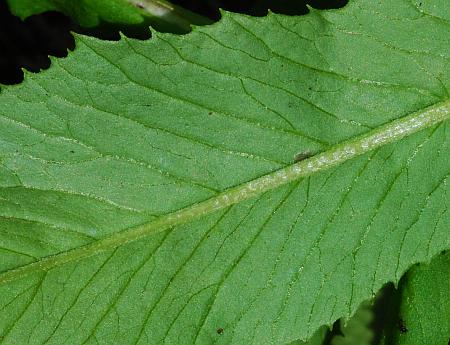 Erechtites_hieraciifolius_leaf2.jpg