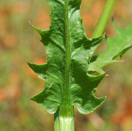 Erechtites_hieraciifolius_leaf2a.jpg