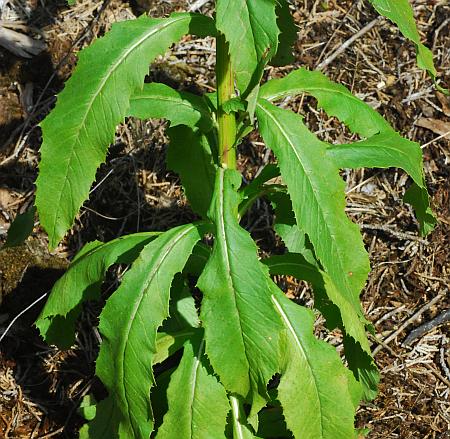 Erechtites_hieraciifolius_leaves.jpg