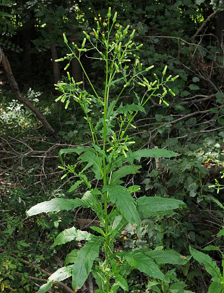 Erechtites_hieraciifolius_plant.jpg