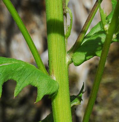 Erechtites_hieraciifolius_stem.jpg