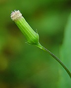 Erechtites hieraciifolius thumbnail