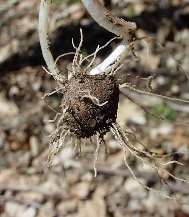 Erigenia_bulbosa_bulb.jpg