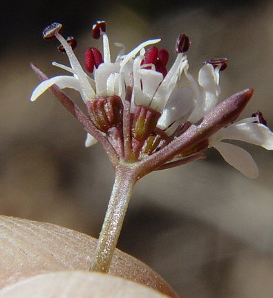 Erigenia_bulbosa_calyx.jpg