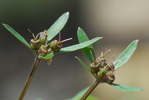 Erigenia_bulbosa_fruits.jpg