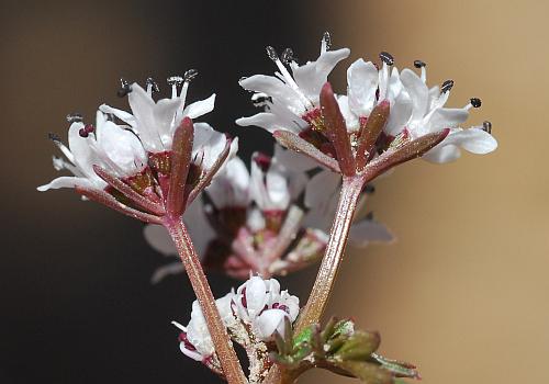 Erigenia_bulbosa_involucels.jpg