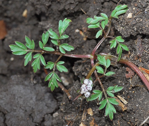 Erigenia_bulbosa_leaf2.jpg