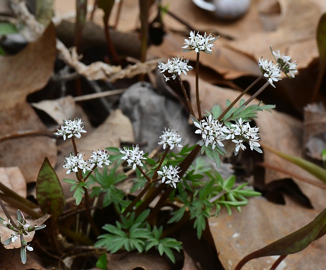 Erigenia_bulbosa_plant.jpg