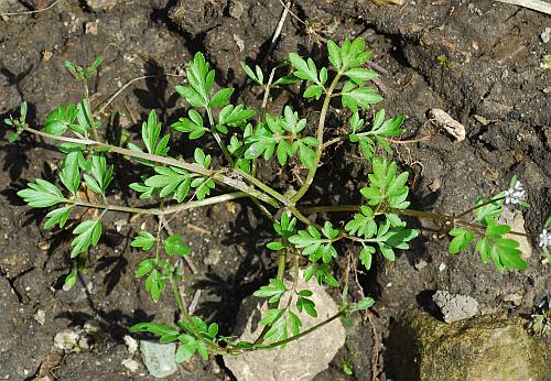 Erigenia_bulbosa_plant2.jpg