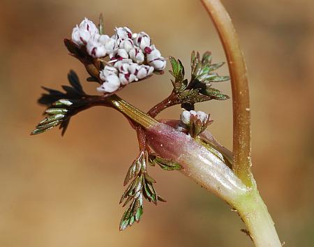 Erigenia_bulbosa_sheath.jpg