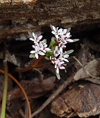 Erigenia bulbosa thumbnail