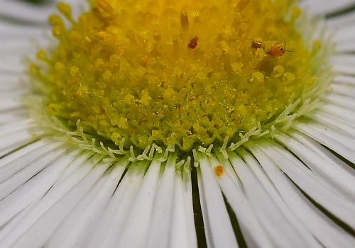 Erigeron_annuus_florets.jpg