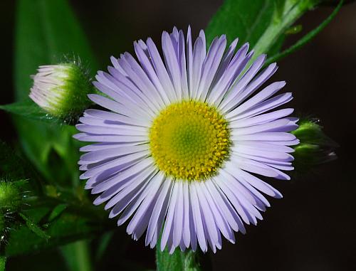 Erigeron_annuus_head.jpg