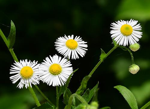 Erigeron_annuus_heads.jpg