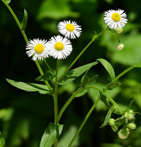 Erigeron_annuus_inflorescence.jpg