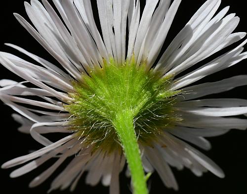 Erigeron_annuus_involucre.jpg