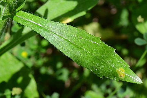 Erigeron_annuus_leaf1.jpg