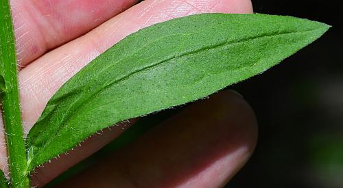 Erigeron_annuus_leaf1a.jpg