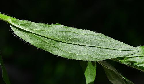 Erigeron_annuus_leaf2.jpg