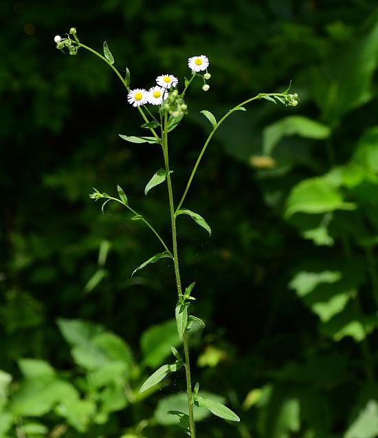 Erigeron_annuus_plant.jpg