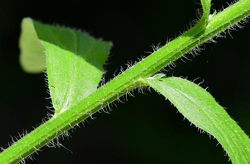 Erigeron_annuus_stem.jpg