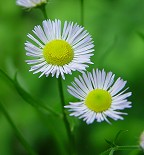 Erigeron annuus thumbnail